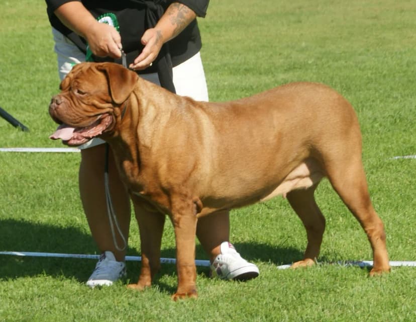 Dogue de Bordéus