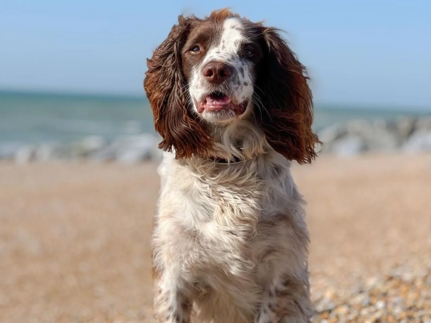 Raça English Springer Spaniel