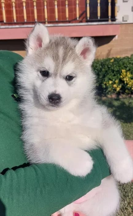 Filhotes de Husky Siberiano