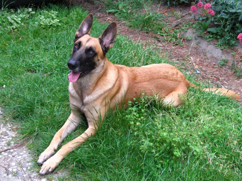 Pastor Belga Malinois
