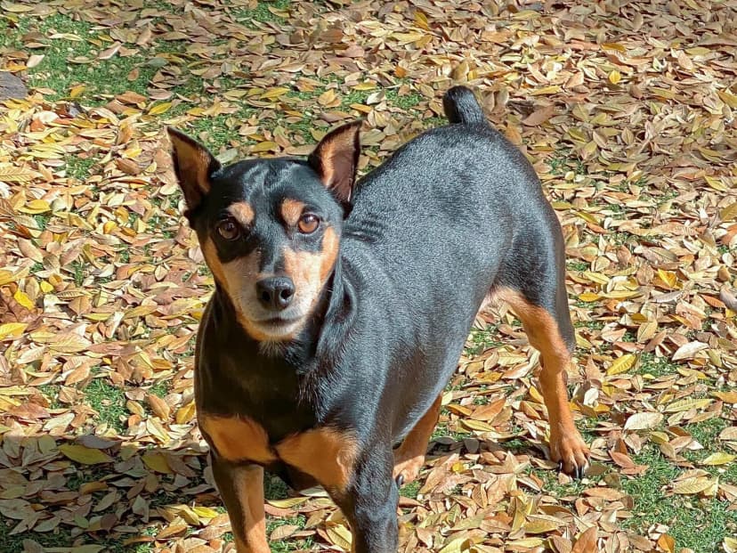 Pinscher Miniatura