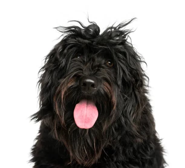 Filhotes de Cão de Água Português