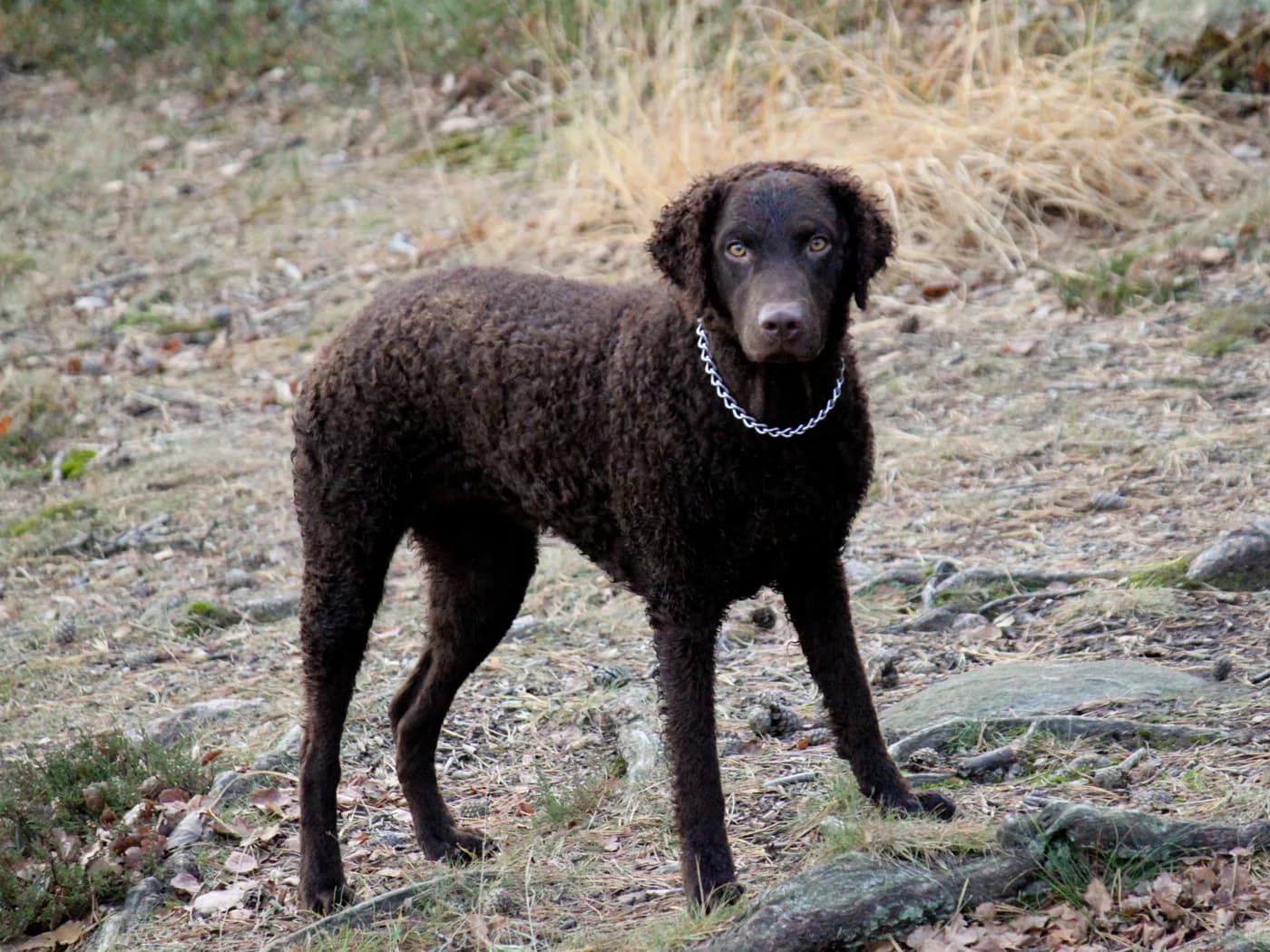 Raça Retriever de Pelo Encaracolado