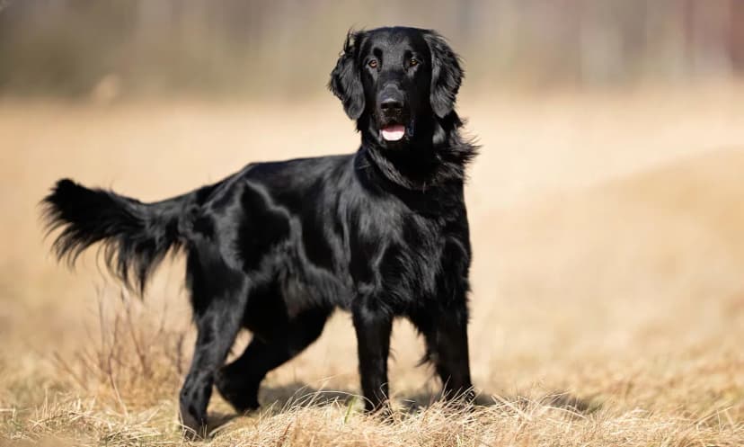 Retriever de Pelo Liso