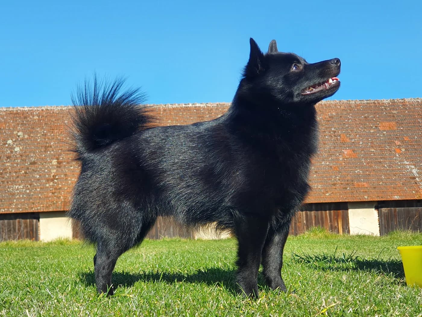 Raça Schipperke