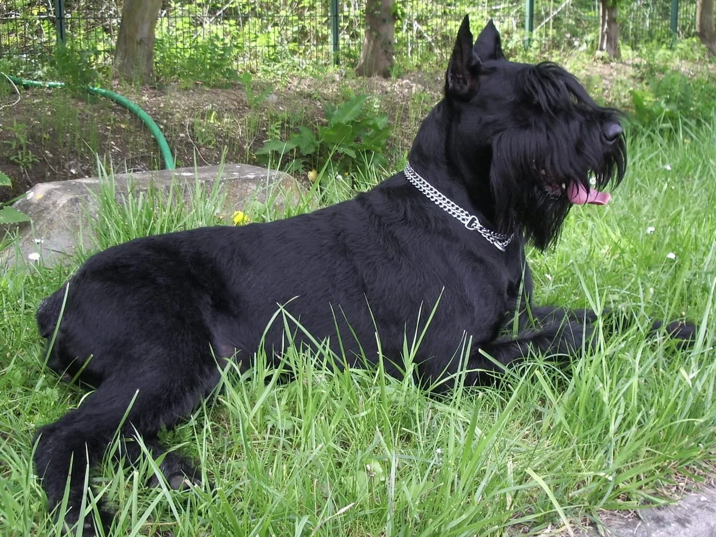 Schnauzer Gigante