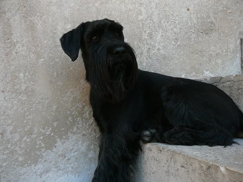 Schnauzer