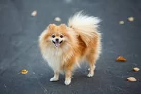 Spitz Alemão