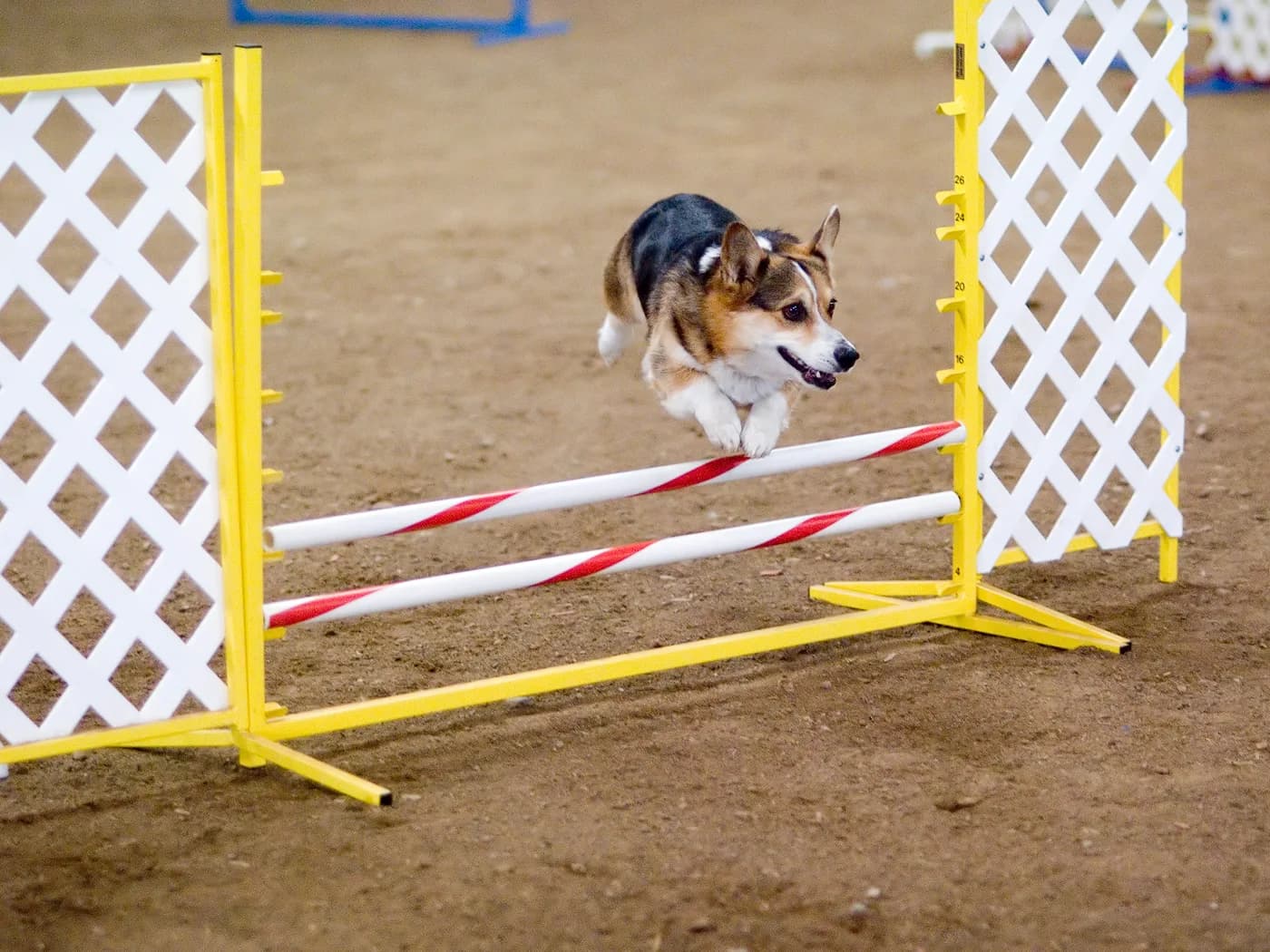 Welsh Corgi Pembroke