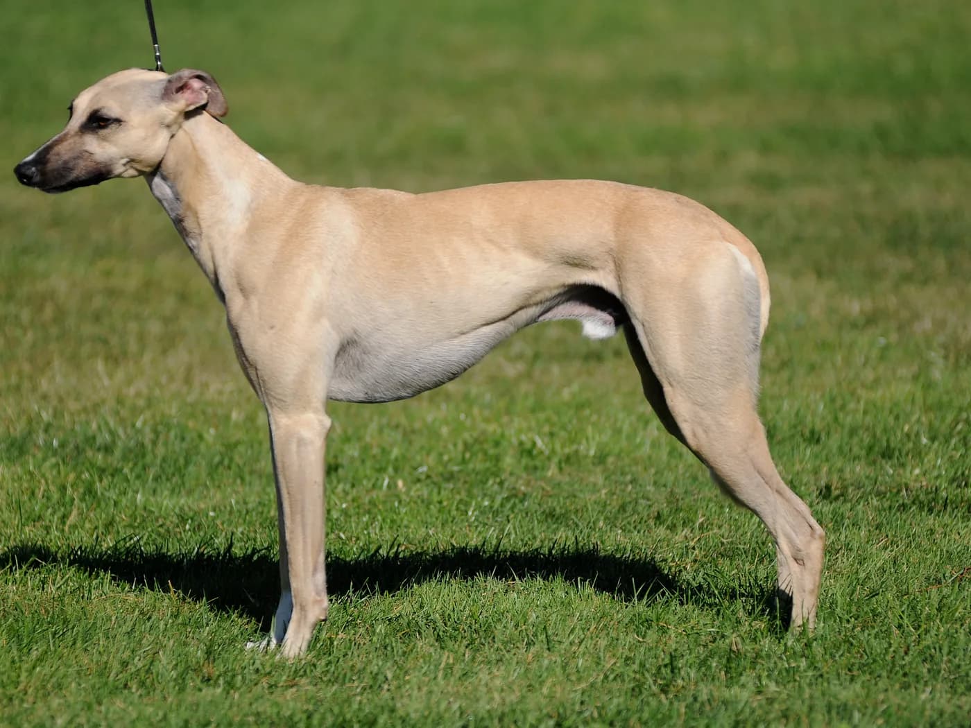Raça Whippet